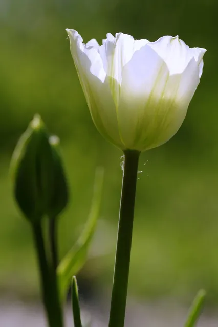 Lenese Calleea