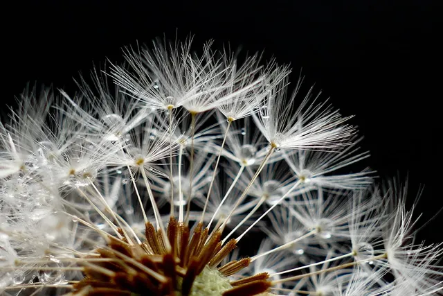 The Creative Mustard Seed