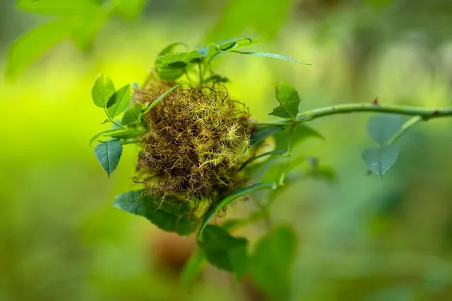 3 Sprouts
