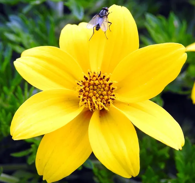Flower Advisor