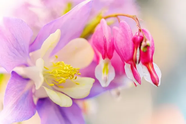 Ajolsonphotography