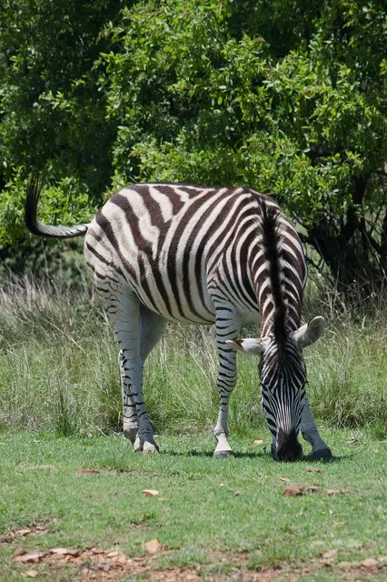 3ZeBra三隻斑馬