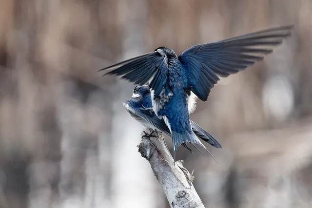 Swallows & Daggers